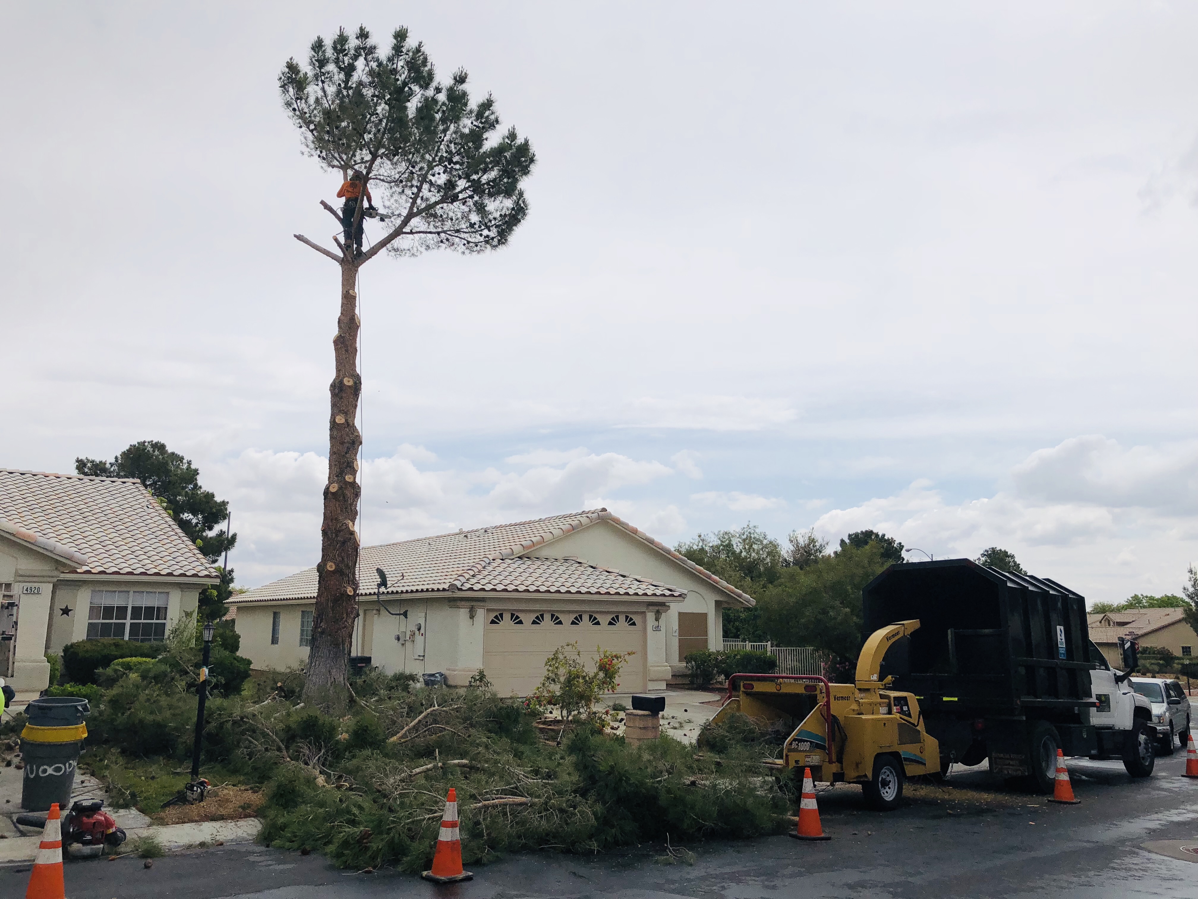 Woody s Tree Service Tree Removal Las Vegas